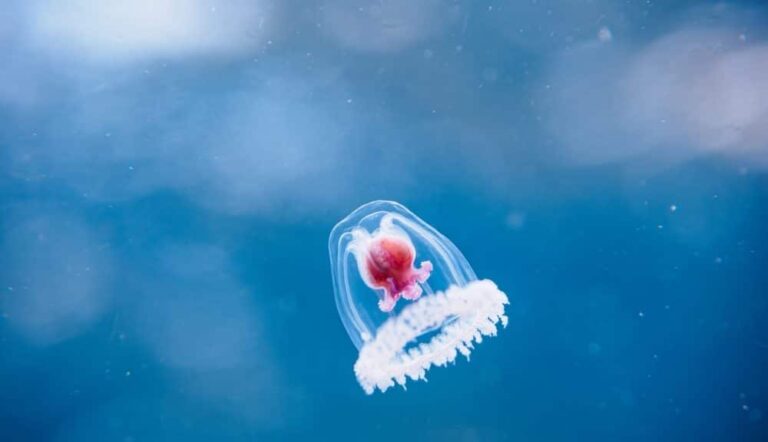 besmrtna meduza 1000x576.jpg